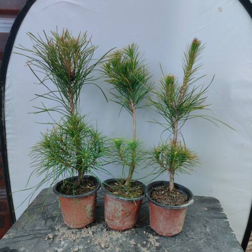 3年黄山松杯苗带土球易活盆栽