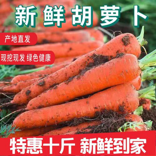 儿童辅食胡萝卜新鲜蔬菜农家带泥水果红萝卜脆甜红皮红心萝卜即食