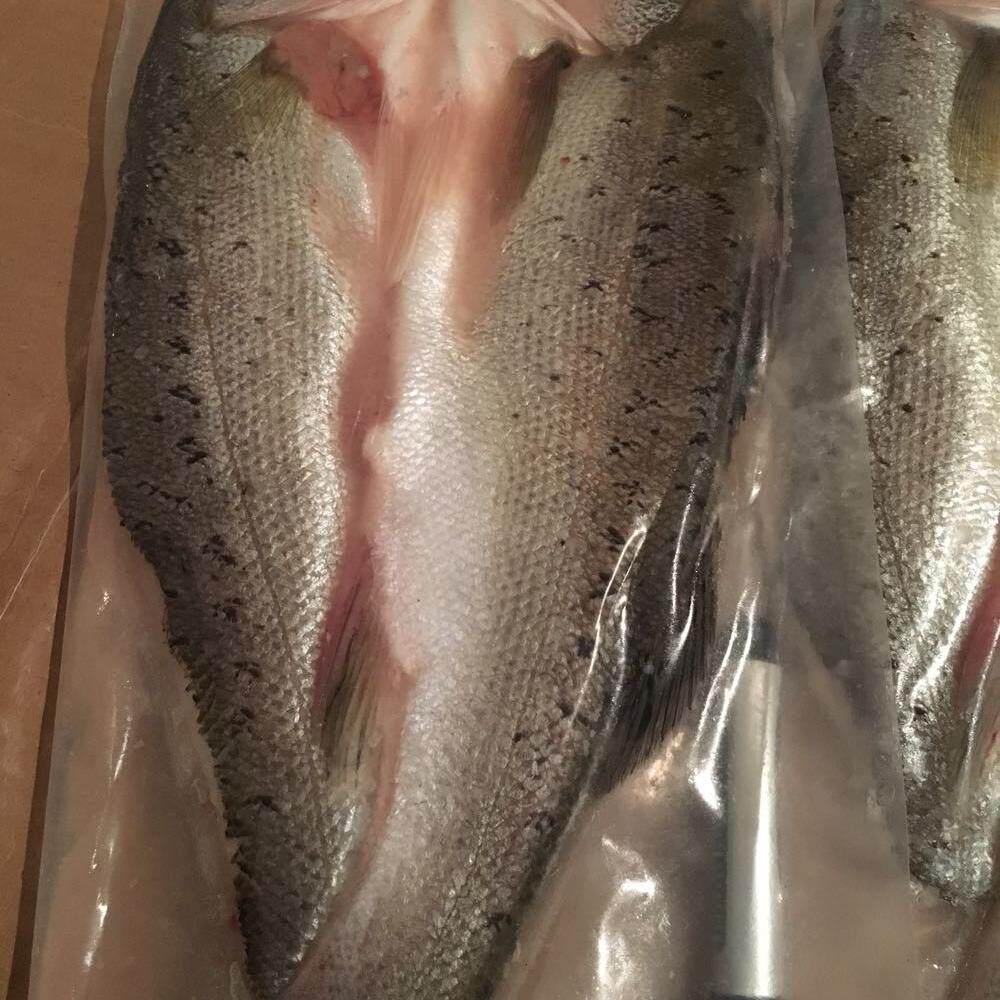 带包装1050-1150g海鲈鱼活杀腌制冰鲜冰冻酒店烤鱼腌制发江浙沪