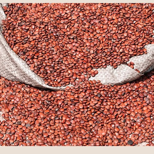 野生酸枣仁中药材河北正宗炒熟酸枣仁粉百合茯苓睡眠安神假一赔十