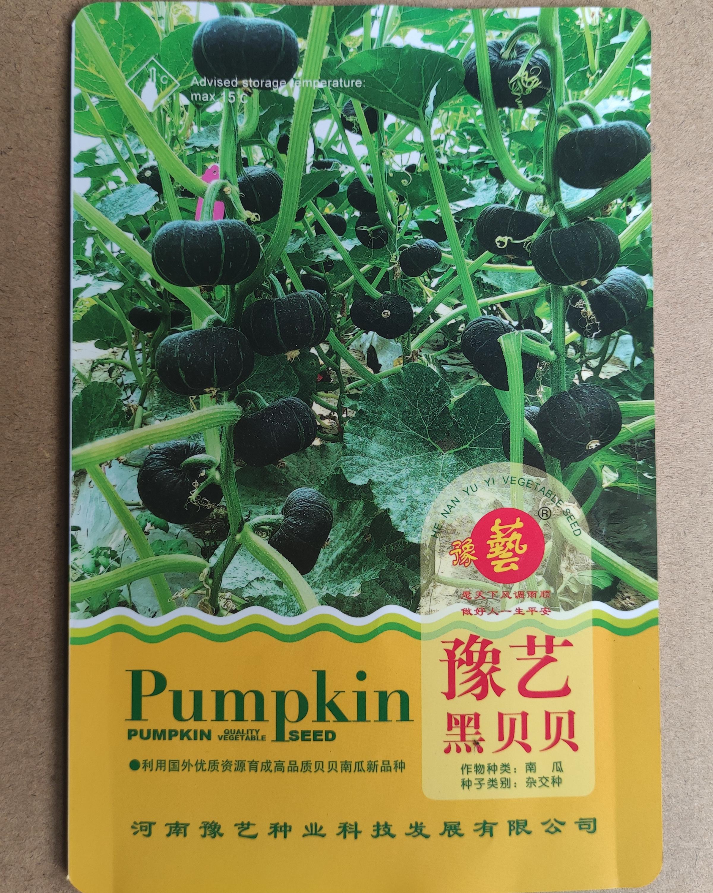 豫艺黑贝贝南瓜早熟抗病