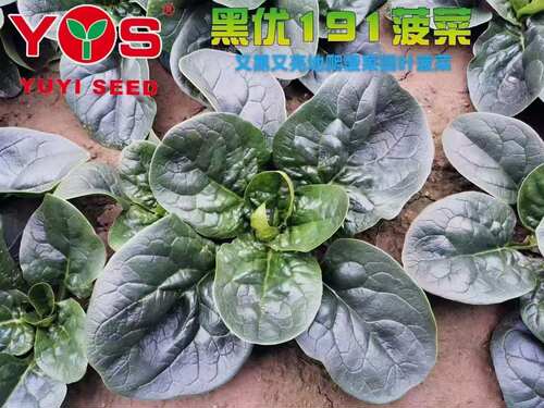 叶片肥厚有光泽250g黑优