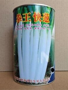 豫艺拳王快葱种子 葱白长而硬实葱叶墨绿 章丘大葱类型 300克/筒