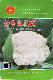80中熟 珍玉松花70 珍玉松花60早熟青梗松花菜种子 珍玉松花76
