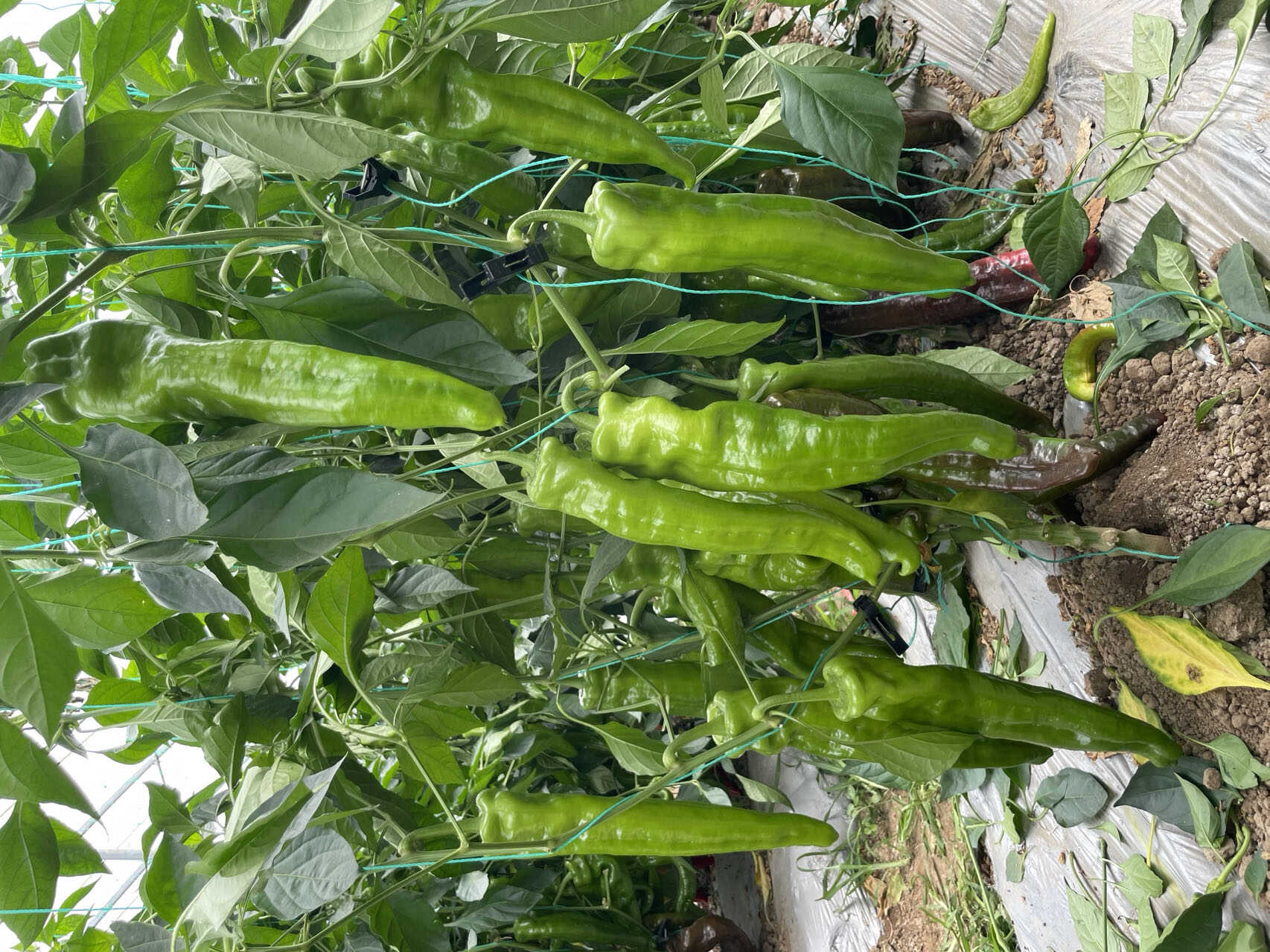 豫艺墨秀168亮绿皮牛角椒种子 中早熟大果、果长而顺直1000粒/袋