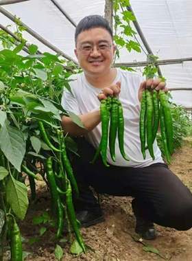 豫艺美辣华之秀一号辣椒种子 肉脆香辣无渣 1000粒/袋