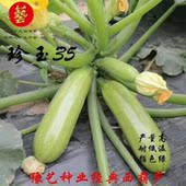 豫艺种业 油绿早熟高产西葫芦种子 珍玉35高抗西葫芦种子