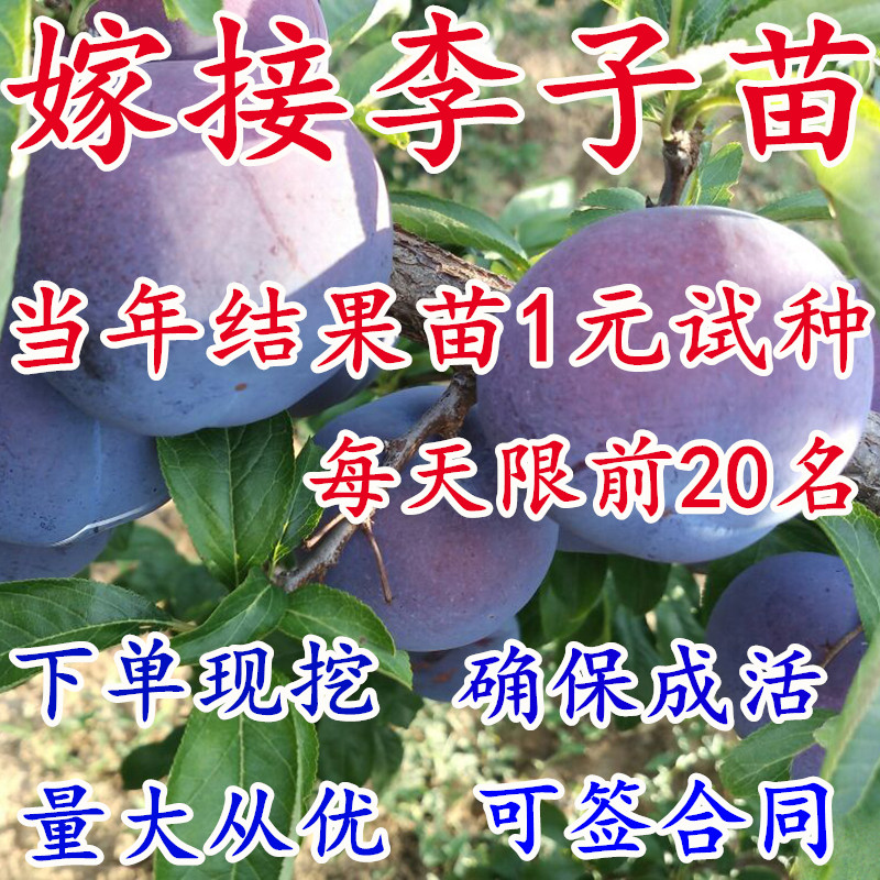 李子树苗嫁接李子苗黑布林脆红李晚早熟盆栽南方北方种植当年结果