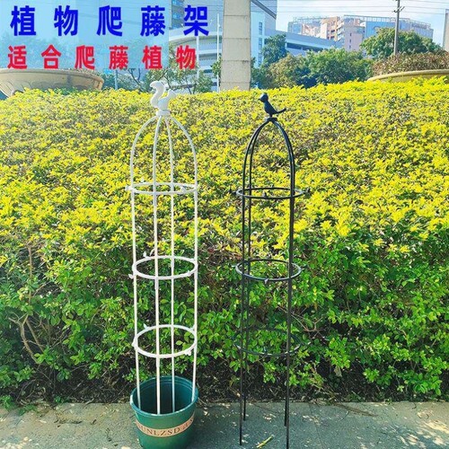 花架爬藤架月季铁线莲黄瓜蓝雪花庭院绿萝室内阳台植物爬藤支架