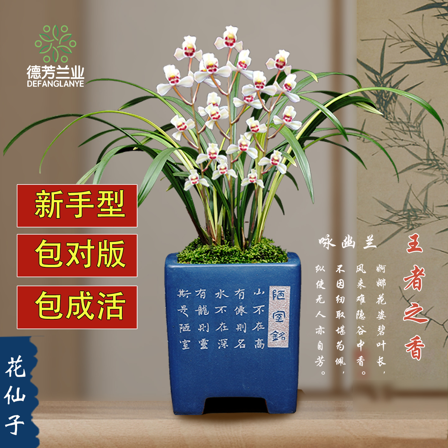花仙子阳台兰花德芳兰业多次开花