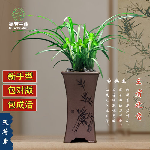 张荷素兰花苗阳台盆栽德芳兰业