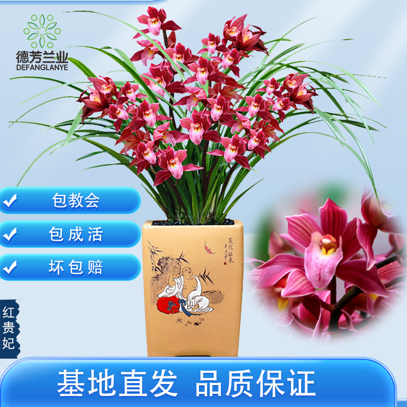 兰花盆栽墨兰兰草春兰建兰惠兰兰花苗室内带花苞红贵妃绿植花卉