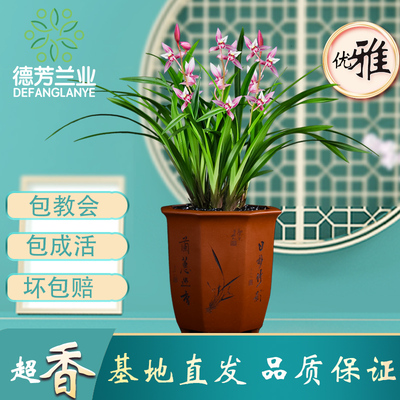 德芳兰业翁源兰花四季建兰市长红阳台客厅浓香型花卉绿植基地园艺