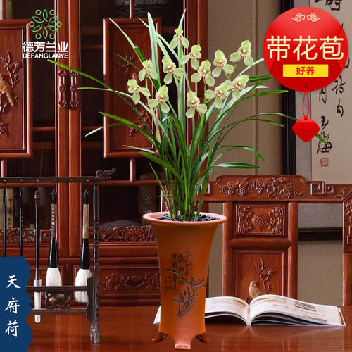 十大名贵兰花品种春剑天府荷