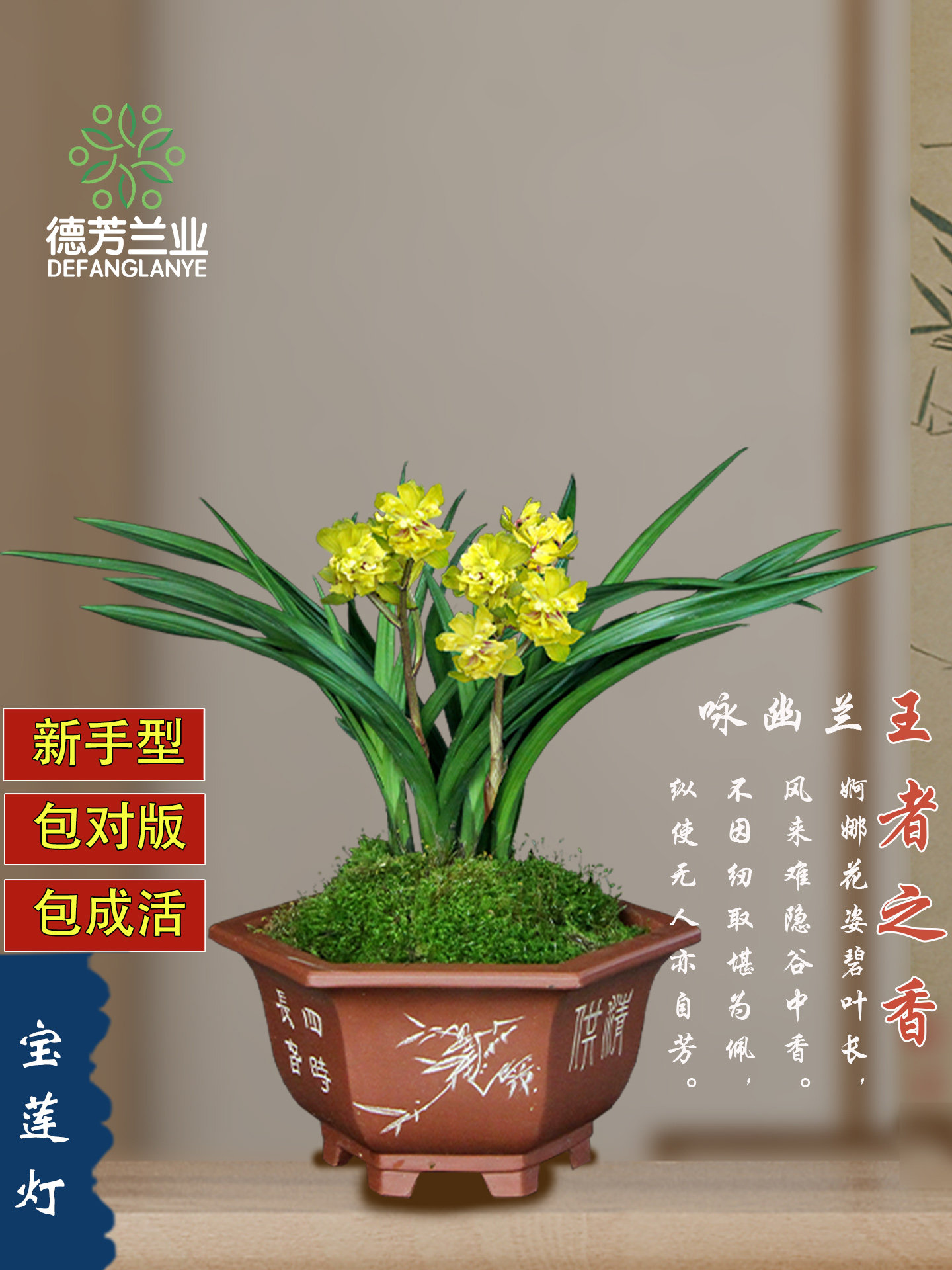 收藏级名贵兰花春剑宝莲灯带花苞高端名品室内阳台浓香型花卉盆栽