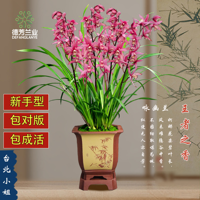 室内阳台多花苞大花蕙兰台北小姐