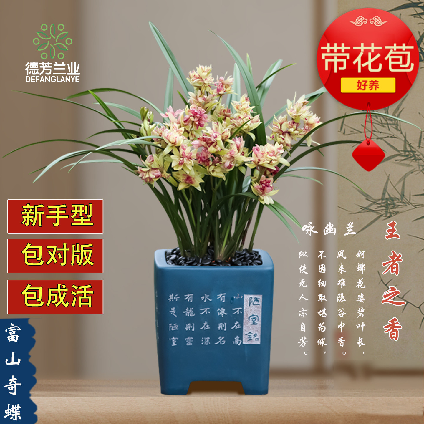 兰花苗建兰富山奇蝶浓香客厅夏秋