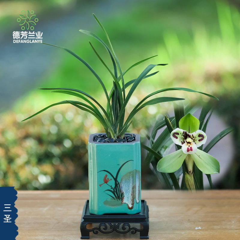 兰花苗春兰蝶花三圣浓香绿植物室内阳台庭院花卉绿植盆栽盆景好养