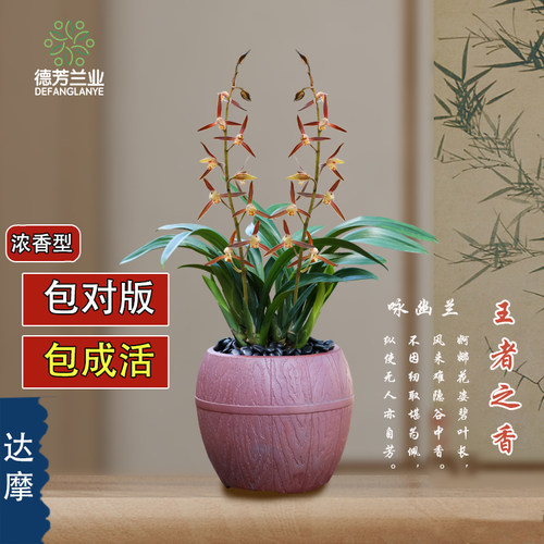 德芳兰业墨兰达摩好养浓香