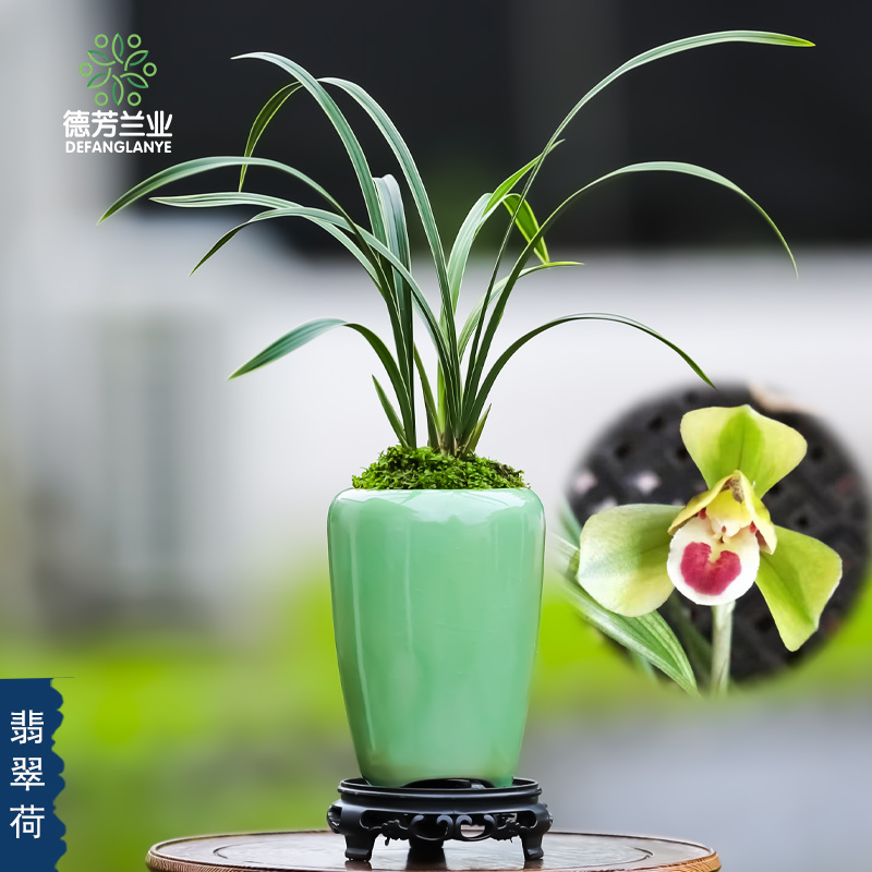 翁源兰花德芳兰业金边春兰翡翠荷带瓷盆客厅阳台浓香花卉绿植盆栽