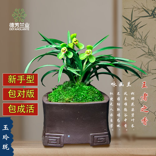 德芳兰业玉玲珑四季好养花卉植物