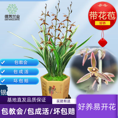 德芳兰业兰花苗金边墨兰银托客厅阳台浓香型花卉基地绿植园艺盆栽