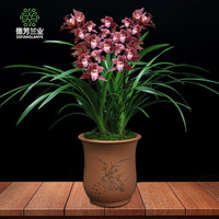 深入测评:2017好前景与连城兰花哪个性价比更