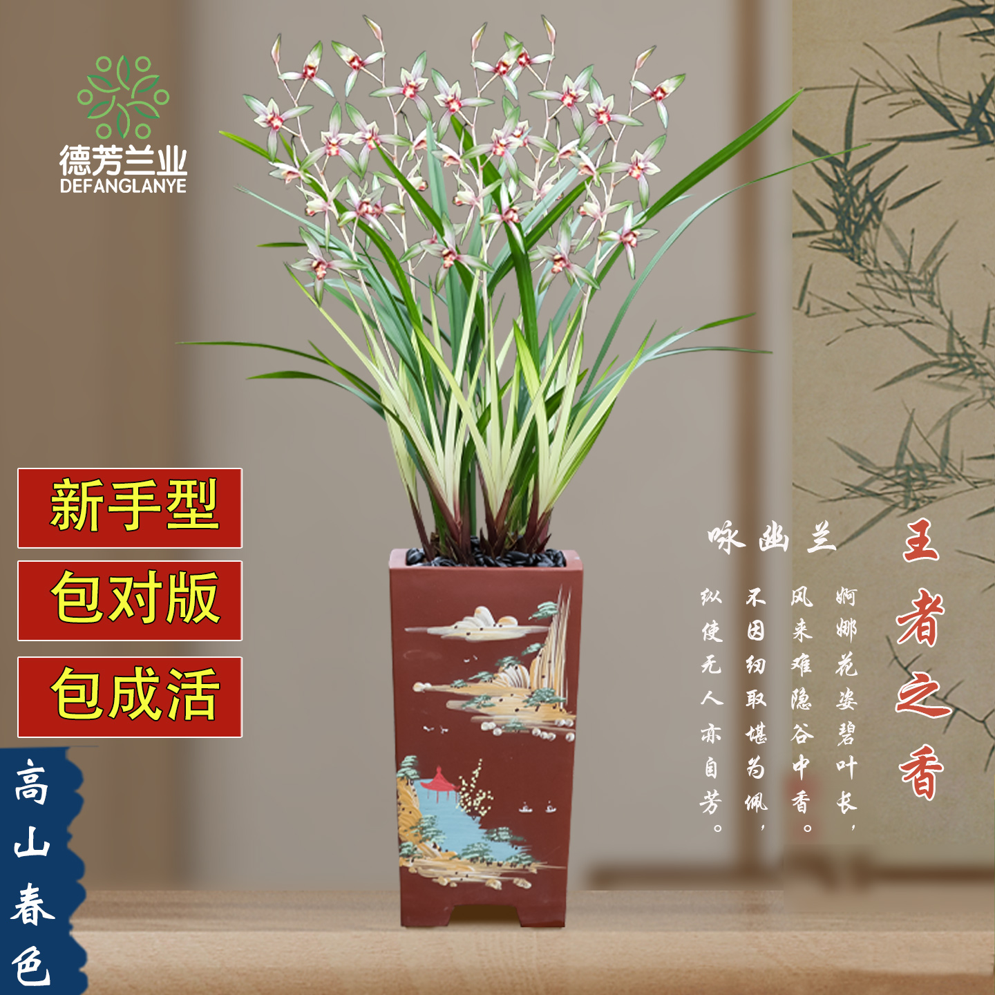 兰花四季金边高山春色室内阳台