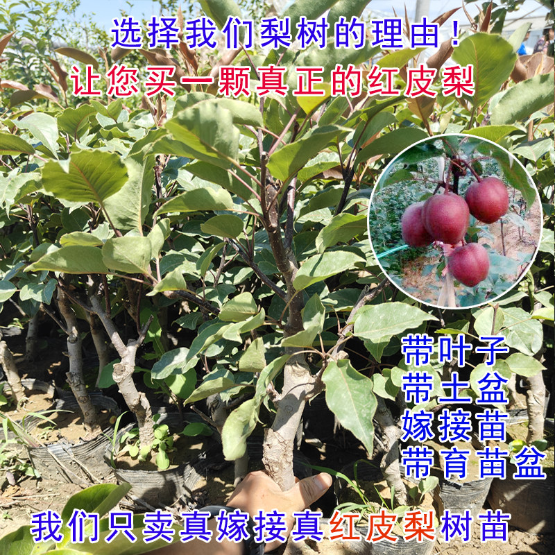 嫁接红皮梨树苗正品盆栽矮化南北方红梨阳台耐寒室内外带土果树苗,鲜花速递/花卉仿真/绿植园艺,果树,淘宝优惠券,粉丝福利购,淘宝优惠卷