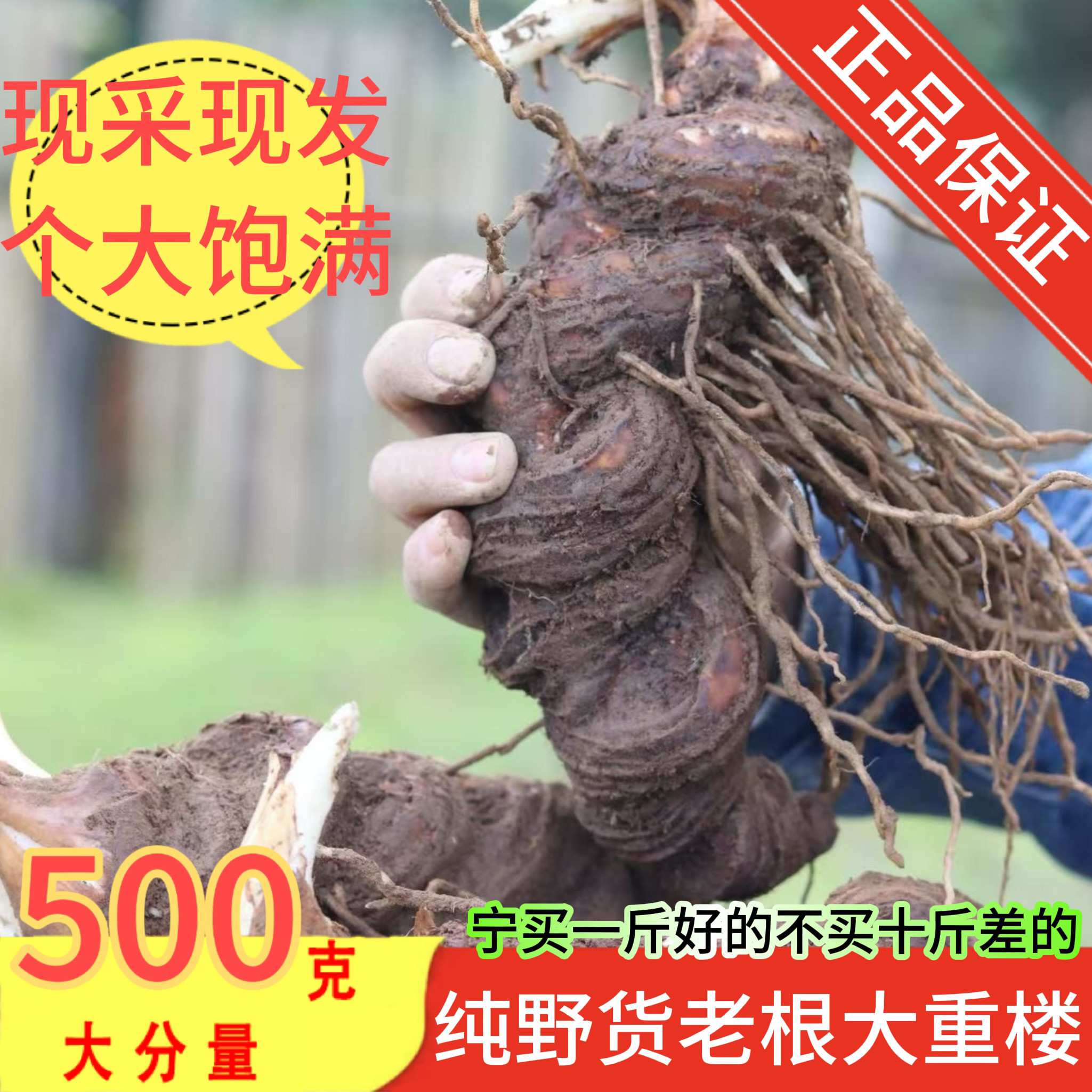 云南新鲜野重楼中药材七叶一枝花生老蚤休独角莲生正宗官方旗舰店