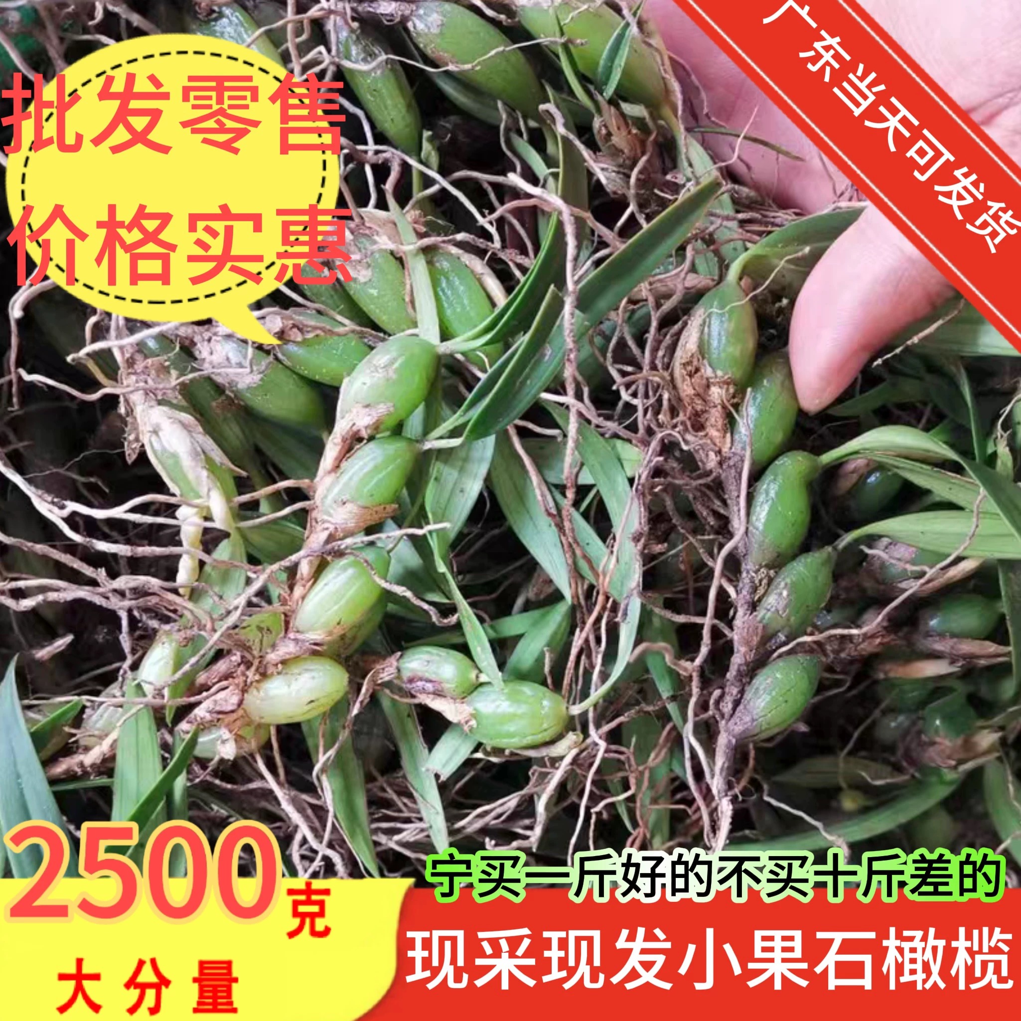 小号双叶石橄榄新鲜包邮炖汤草药煲汤配料石仙桃种植500g食用药材