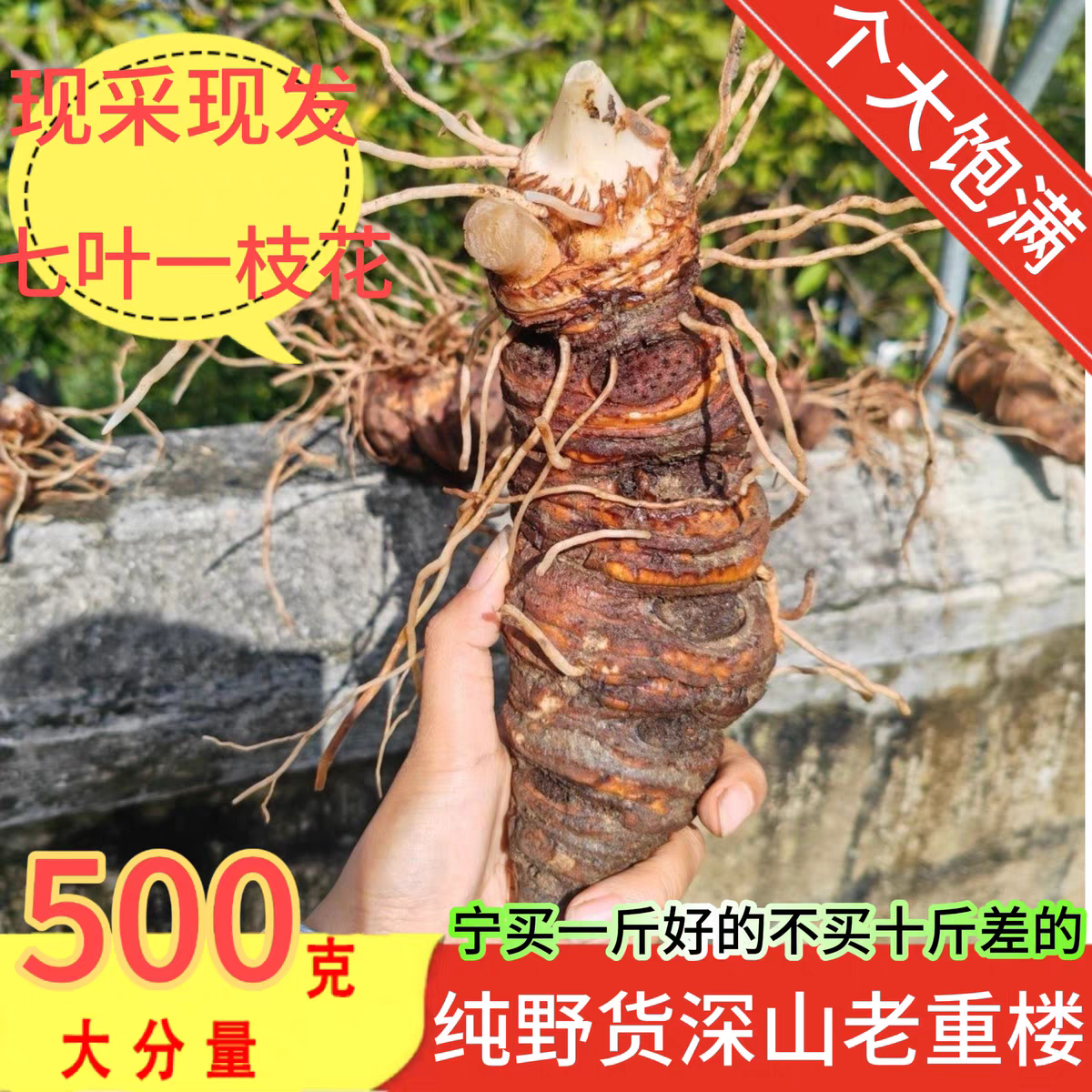 云南新鲜野滇重楼生七叶一枝花大
