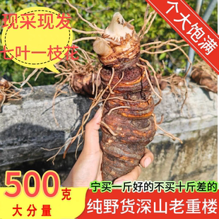 云南新鲜野滇重楼生七叶一枝花大蚤休中药材独角莲丁毒豆干货正品