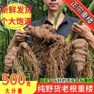 云南新鲜纯滇重楼中药材生独脚莲七叶一枝花野草河车灯台七重正品