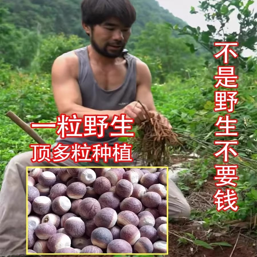 野生芡实500g新鲜肇庆特级中药材生欠实芡实米鸡头米茯苓薏米茨实