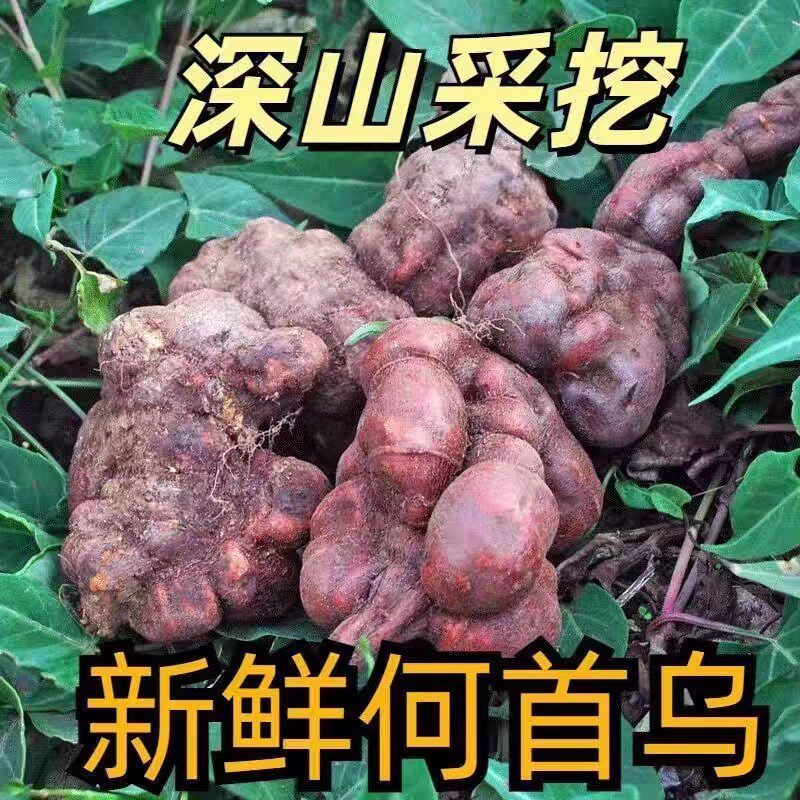 贵州深山何首乌新鲜整个自挖野生首乌煲汤泡茶洗发泡酒正真品500g
