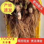 新鲜地胆头野生中药材胆草根头红花地斩头草鞋 根干货广东煲鸭汤料