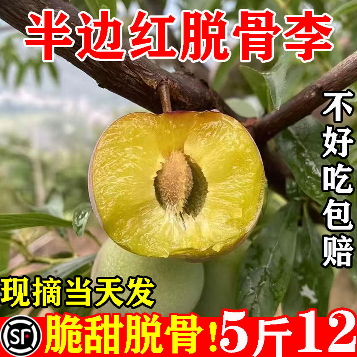 【5斤/12.8】正宗半边红脱骨李