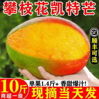 四川攀枝花凯特芒芒果新鲜特大果10斤青水果当季整箱树熟水金仙煌
