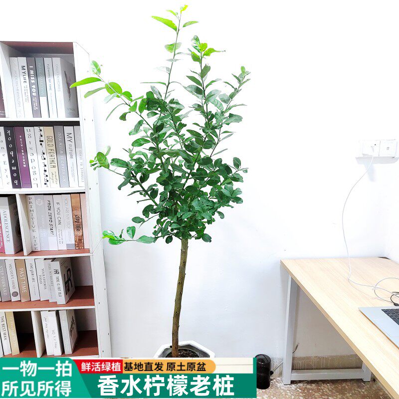 泰国香水柠檬树四季结果无籽植物盆栽可食用室内阳台庭院老桩包活
