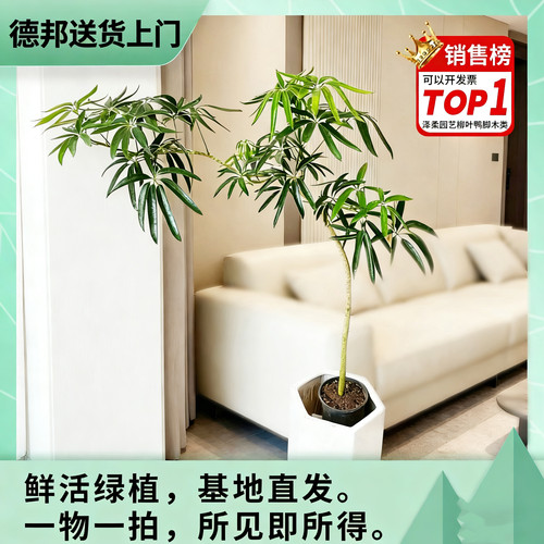 夏威夷鹅掌柴老桩柳叶鸭脚木基地