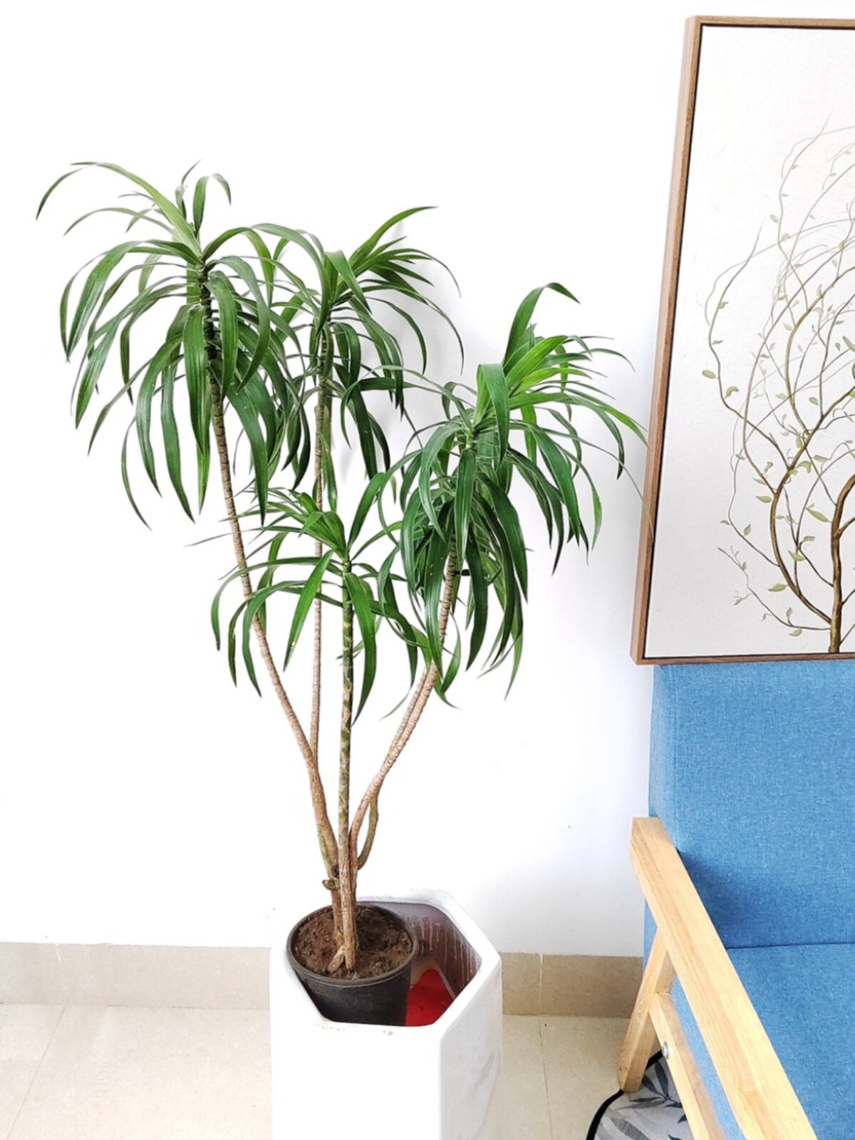 销柳叶细叶百合竹植物盆栽室内客厅办公室网红北欧净化空气网红容