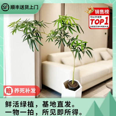 夏威夷鹅掌柴老桩柳叶鸭脚木基地