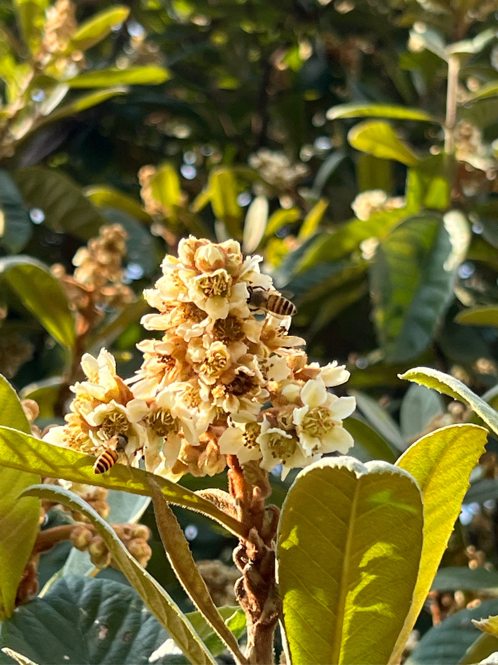 枇杷树苗 冬季蜜源植物