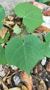 梧桐树苗 青桐树苗 蜜粉源树