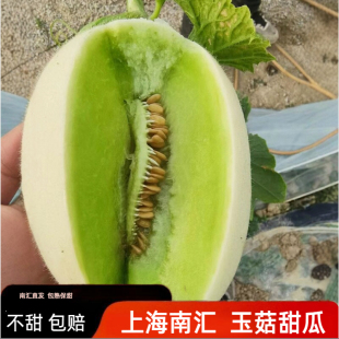 上海南汇玉菇甜瓜青皮绿肉香瓜绿宝冰激凌小甜瓜玉茹蜜瓜新鲜现摘