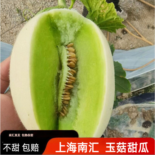 正宗上海南汇玉菇甜瓜不甜包赔