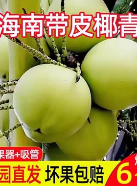 海南椰青纯天然带皮新鲜椰子现摘青皮椰子孕妇水果椰子水椰子肉