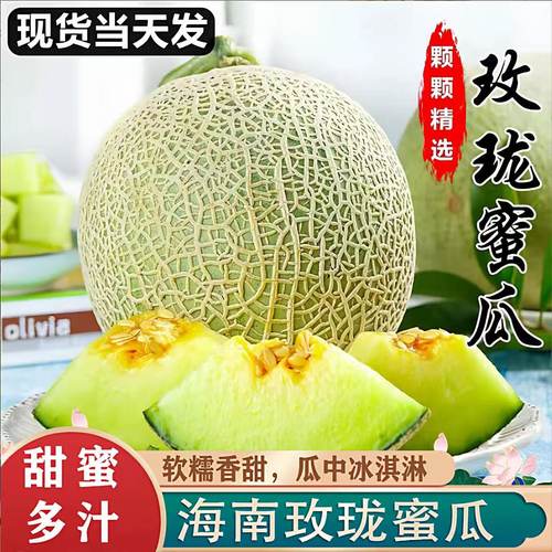海南玫珑瓜网纹蜜瓜当天现摘甜瓜