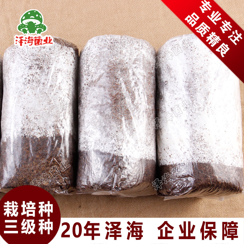 栽培香菇三级农产品自制食用菌